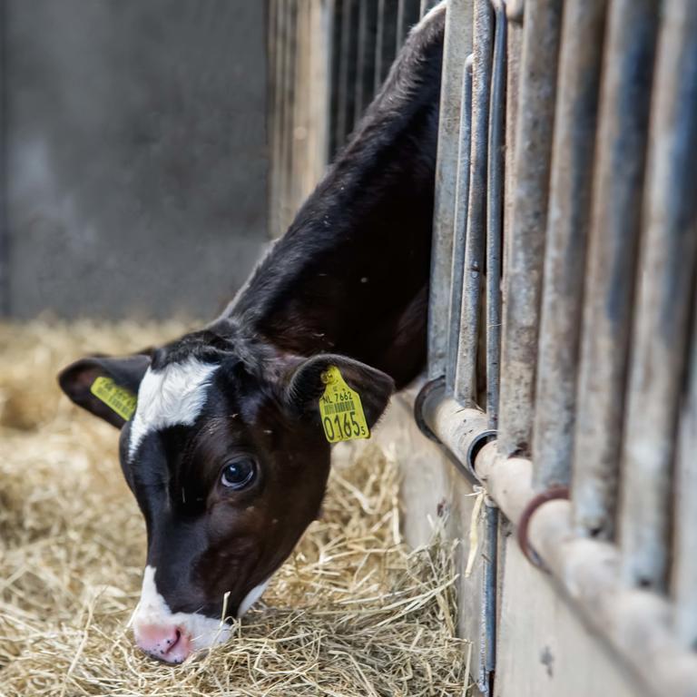 Boerderij Zonneveld Villa Rossum  Bagian luar foto